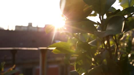 panning movement of the camera between the lemon tree branches on the balcony