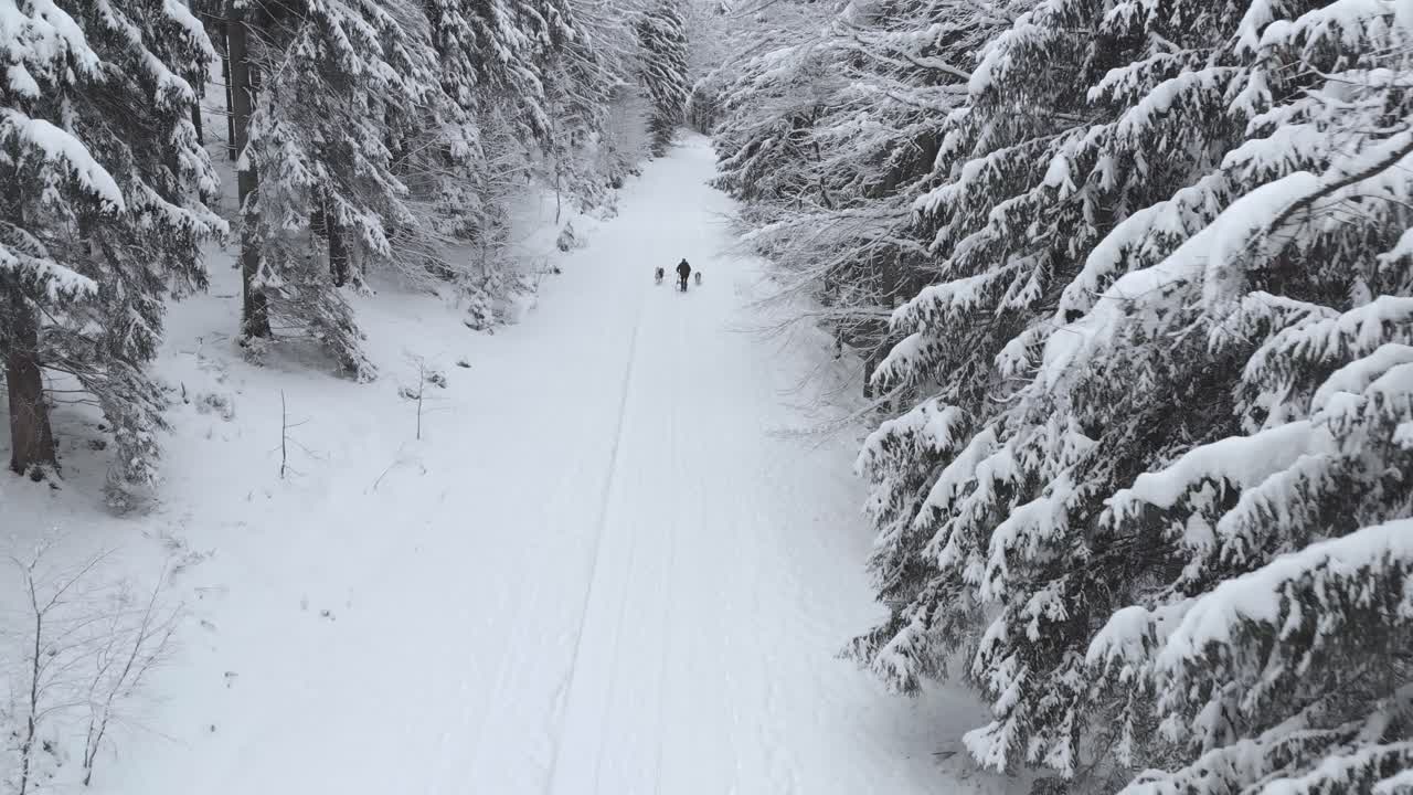 추운 겨울날 눈 덮인 숲으로 둘러싸인 썰매에 있는 허스키의 공중 전망 - 드론 샷, 추적