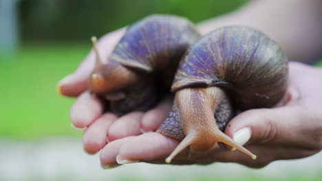 Two giant snails in human hands. Domestic shellfish with healing mucus.