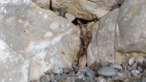 Escorpión-Escondido-Entre-Rocas-Y-Moviéndose-Repentinamente.