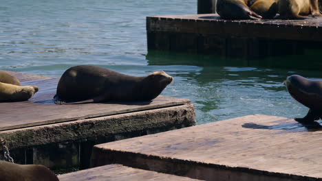 Seelöwen-Auf-Hölzernen-Docks,-Beliebte-Touristenattraktion-Pier-39,-San-Francisco,-Kalifornien