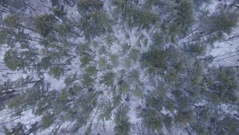 scenery of snowing pine spruce treetops during winter in a forest park on countryside
