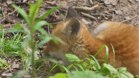 Cute-red-fox-cub-stands-in-the-grass-and-looks-at-the-camera