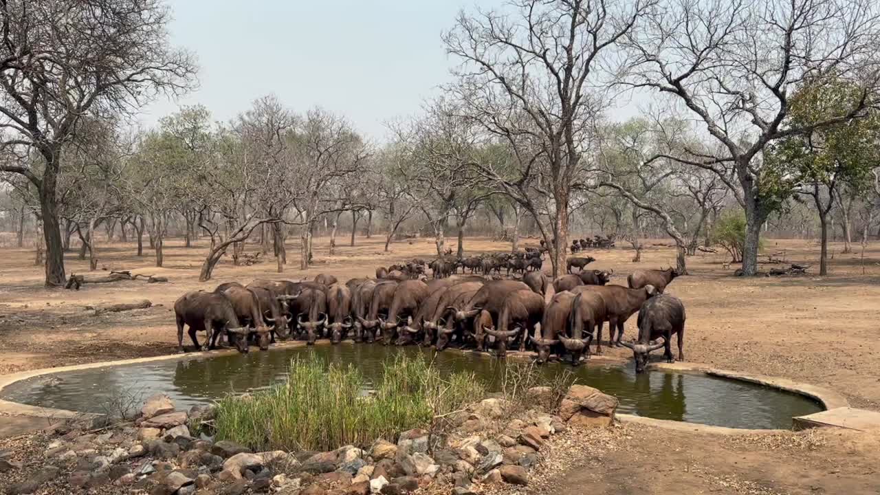 말라위 마제테 야생동물 보호구역에서 건조한 계절에 인공 물웅이에서 물을 마시러 온 아프리카 버팔로 (syncerus caffer)