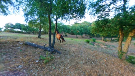 fpv drone view chasing horses galloping through a forest
