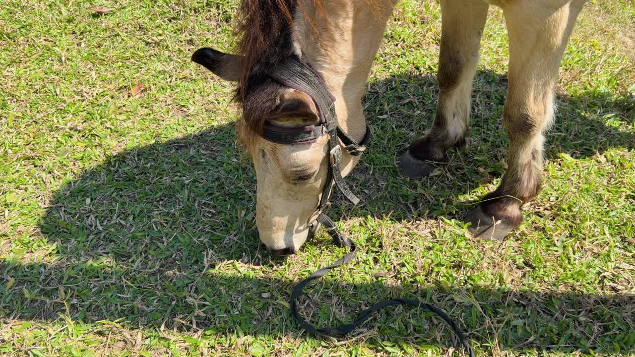 A horse wearing a halter grazes on green grass in a sunny meadow