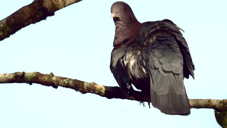 la paloma de pico rojo se alza en la rama, limpiando las plumas.