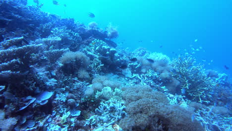 las criaturas submarinas son simplemente hermosas.