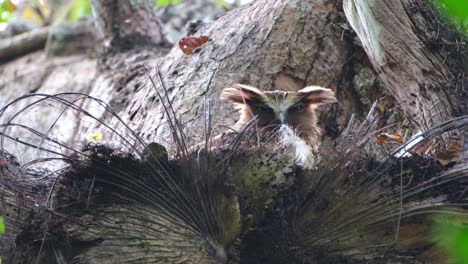 buffy fish owl, ketupa ketupu, thailand