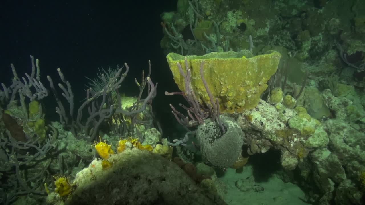 buceo de arrecife en la noche