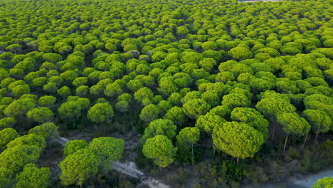 Vista-Aérea-De-Los-Exuberantes-Bosques-De-Pino-Piñonero-Italiano-Cerca-De-La-Ciudad-Costera-De-El-Rompido-En-España