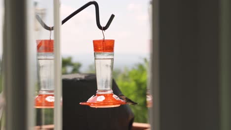 hummingbird feeding from a bird feeder