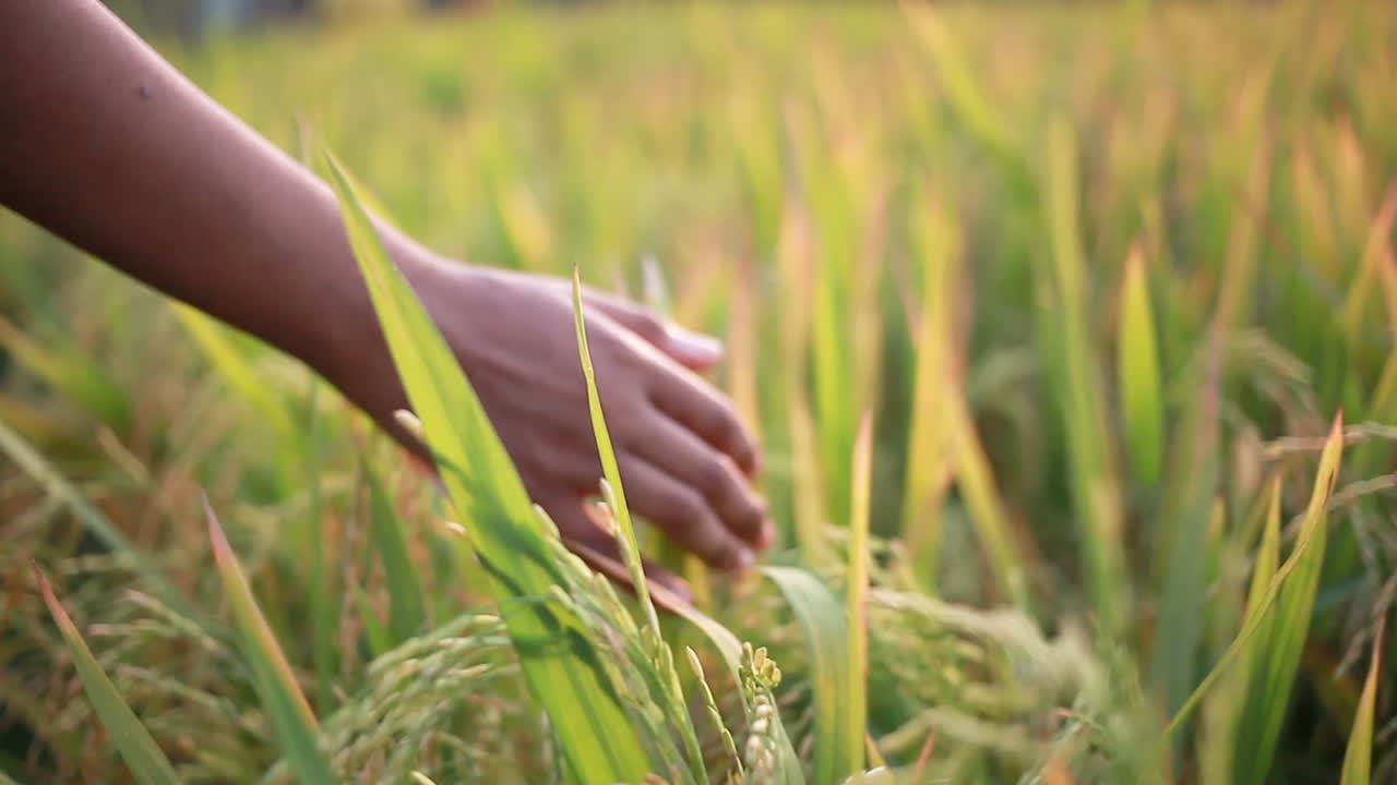 Ragazza adolescente che muove la mano tra i chicchi di riso Basmati, il vero oro nel campo