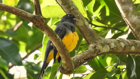 white-tailed trogon perched on branch cleaning feathers