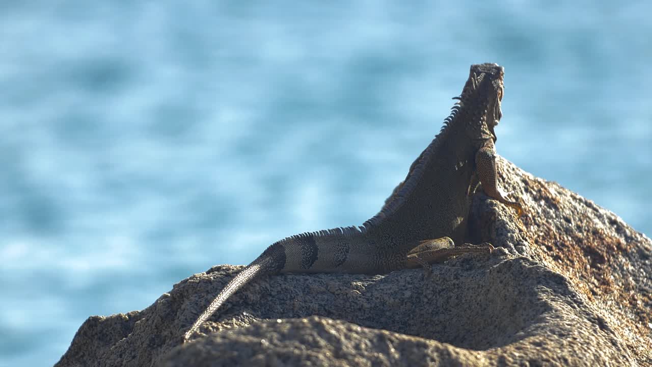 녹색과 검은색 이구아나는 바다 근처의 태양 아래 바위에 몸을 담그고 있습니다.