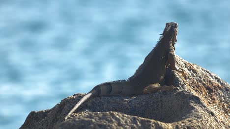 Iguana-Verde-Y-Negra-Tomando-El-Sol-En-Una-Roca-Cerca-Del-Océano