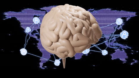 animating global network connections over brain model