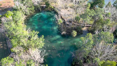 aerial ascent of manatee herd in natural spring water
