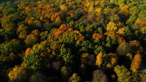 Toma-De-Drones-De-Un-Vibrante-Y-Colorido-Bosque-En-El-Parque-De-La-Ciudad-En-Un-Soleado-Día-De-Otoño-En-Kaunas,-Lituania