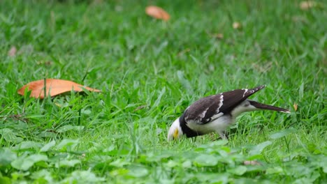 Vigorously-digging-for-worms-and-faces-the-camera-for-a-moment-then-continues-to-forage,-lack-collared-Starling-Gracupica-nigricollis,-Thailand