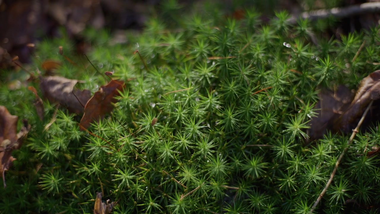 Vibrant green moss with fallen leaves in a forest close-up shot during daylight