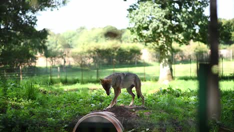 grey wolf observing rural area in zoo during sunny day - static wide shot