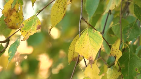 Birch-leaves-with-yellow-foliage-in-the-wind-in-sunny-weather