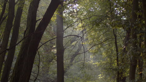 Beautiful-European-forest,-beech-and-oak-trees-in-early-autumn-colors-with-a-vague-sunbeam