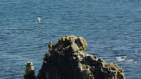 aerial top down reveal of 'the dragon' famous icelandic basalt sea stacks at hvitserkur