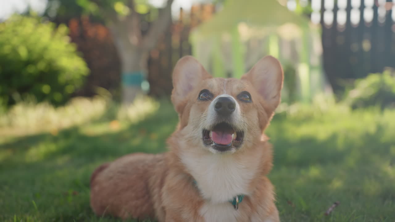 Happy Corgi Enjoys Sunny Backyard Play, Cheerful Corgi On Lawn With Vintage Ball Showcasing Lively Personality, Lively Corgi With Bright Eyes And Playful Attitude In Sunlit Garden Scene