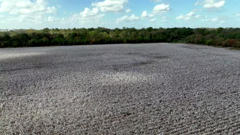 aerial pullout from cotton field near montgomery alabama