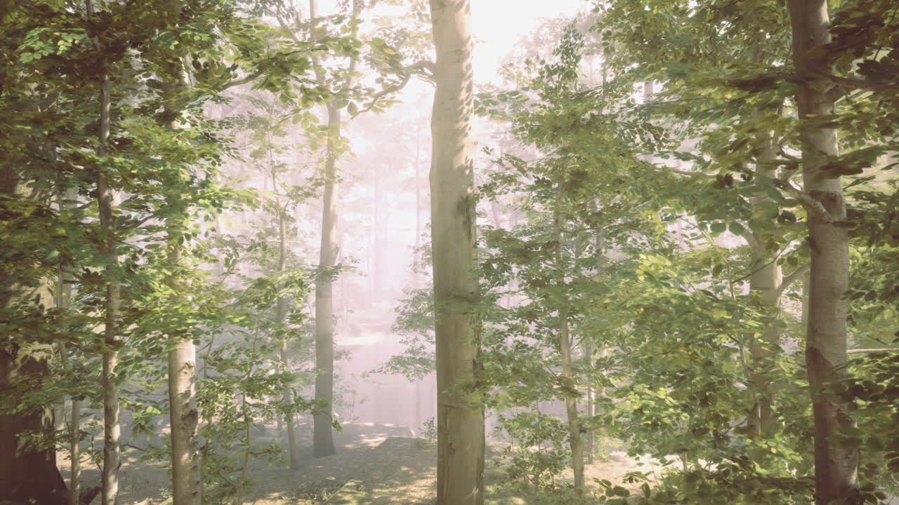 Sunlight filtering through misty forest trees in early morning
