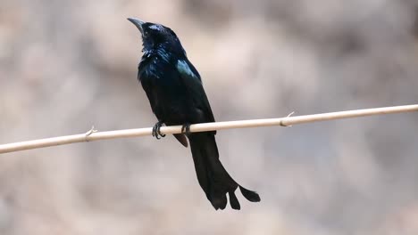 el drongo con cresta de pelo o es un ave en asia de la familia dicruridae que era conespecífico con dicrurus bracteatus o drongo con lentejuelas en el que puede ser difícil diferenciar entre sí