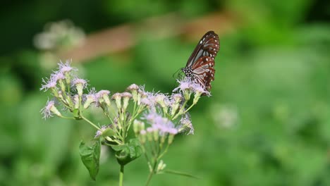 Tigre-Vidrioso-Azul-Oscuro,-Ideopsis-Vulgaris-Macrina,-Mariposa,-Parque-Nacional-Kaeng-Krachan,-Tailandia,-Imágenes-De-4k