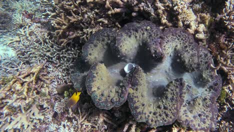 close-up of a giant clam nestled among vibrant corals