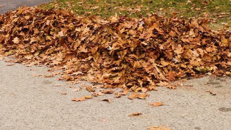 A-considerate-homeowner-ensures-the-street-grate-is-kept-clear-of-leaves,-prior-to-community-leaf-pickup