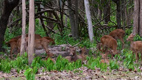 野生のシカは生息地の喪失と狩猟により絶滅危惧種に指定されている