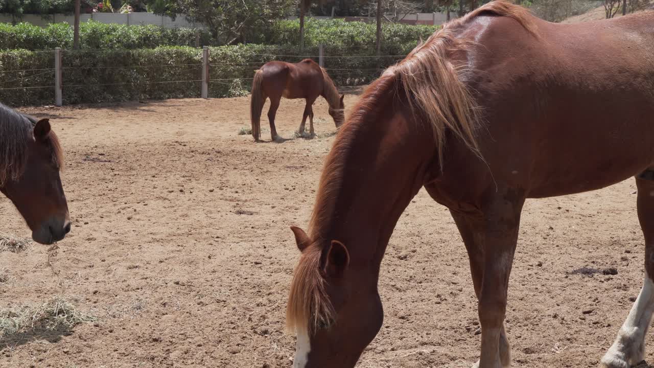 Three brown horses grazing outdoors in a sunny dry paddock on a ranch farm