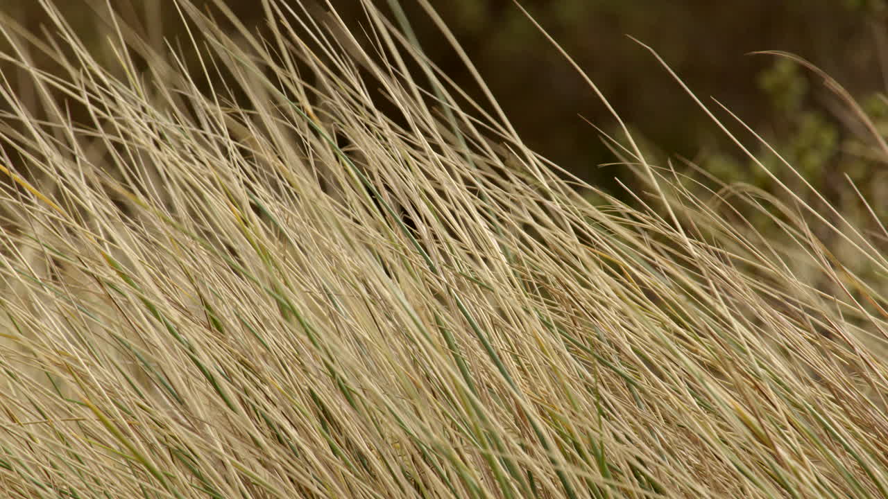 una foto de cerca de la hierba de marram en las dunas de arena moviéndose en la brisa en saltfleet, louth, lincolnshire