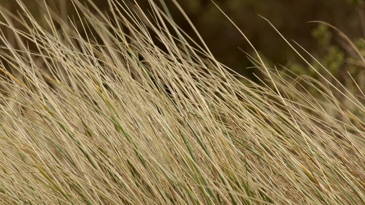 Primo piano di erba delle dune (Marram grass) sulle dune di sabbia che si muove nella brezza a Saltfleet, Louth, Lincolnshire.