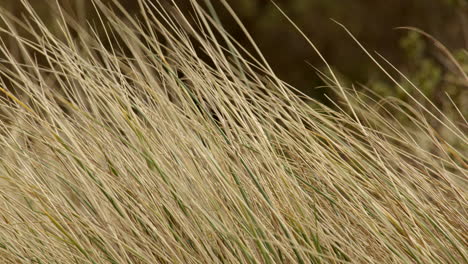 Primer-Plano-De-Hierba-Marram-Sobre-Dunas-De-Arena-Moviéndose-Con-La-Brisa-En-Saltfleet,-Louth,-Lincolnshire