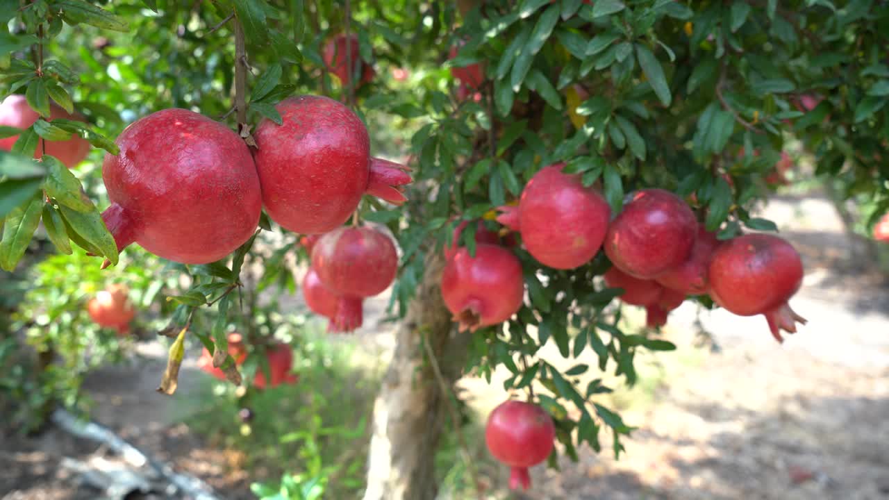 Granatæbleplantage i plukkesæsonen