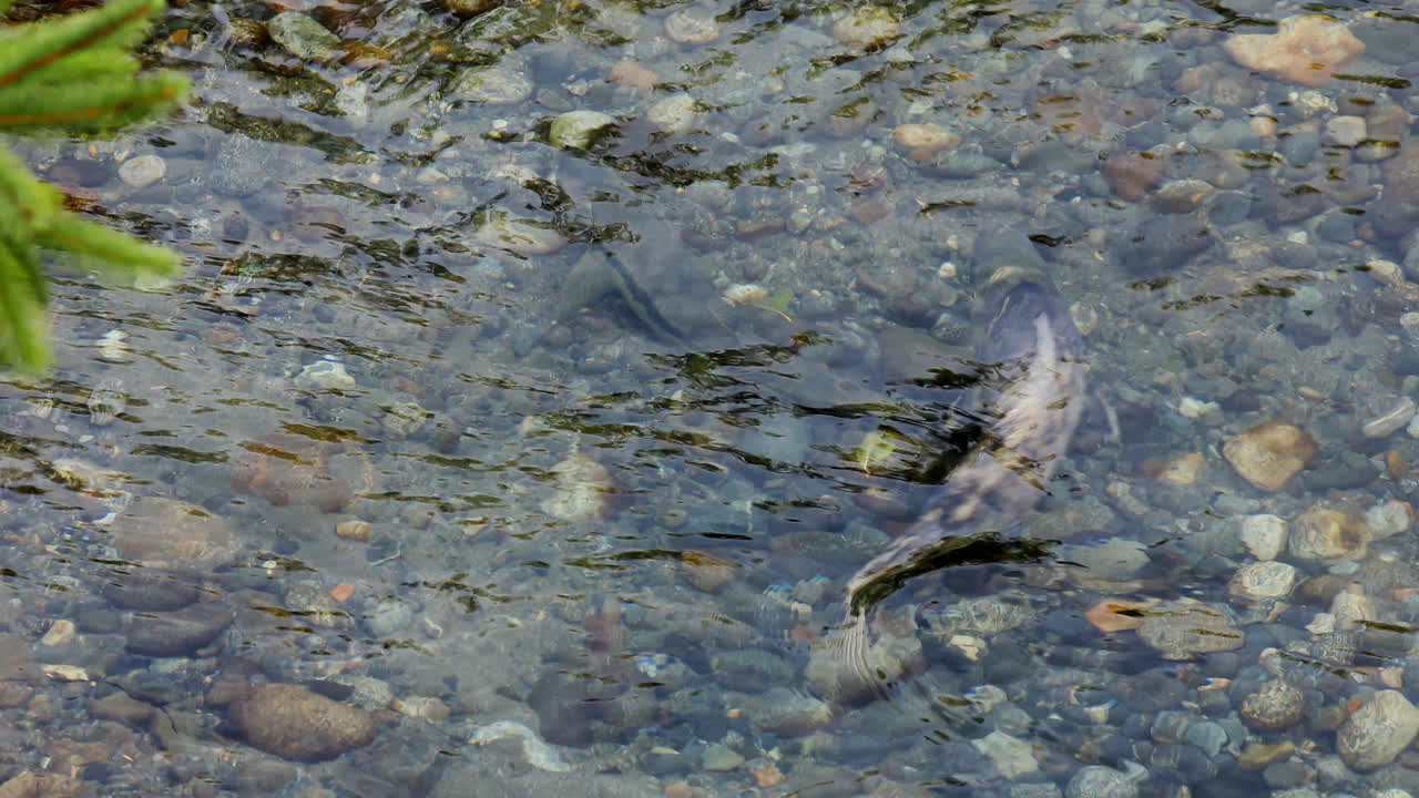 A Sight Of Spawning Salmon Under Shallow Stony Clear Rivers In British Colombia, Canada. Close-up Shot