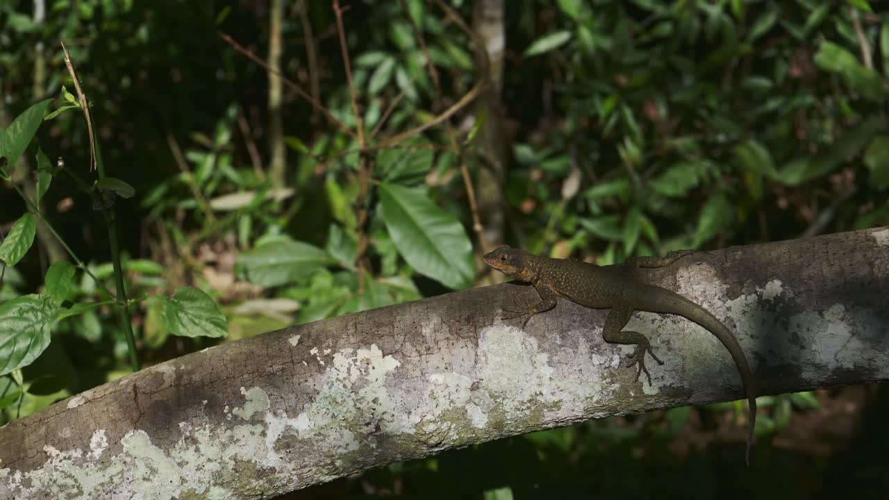 colorida vida silvestre de reptiles sentados alrededor de árboles delgados, lagarto mezclándose con el entorno de la selva en las cataratas de iguazu, brasil, américa del sur, geco salvaje posado en lo profundo de la hermosa selva verde de brasil