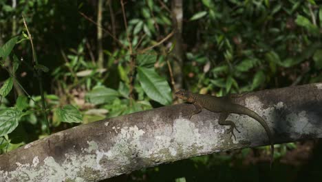 Vida-Salvaje-De-Reptiles-Coloridos-Sentados-Alrededor-De-Un-árbol-Delgado,-Lagarto-Mezclándose-Con-El-Ambiente-Selvático-En-Las-Cataratas-Del-Iguazú,-Brasil,-América-Del-Sur,-Gecko-Salvaje-Posado-En-Lo-Profundo-De-La-Hermosa-Selva-Tropical-Verde-De-Brasil