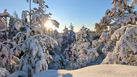 beautiful winter wonderland, snow covered trees, backlight