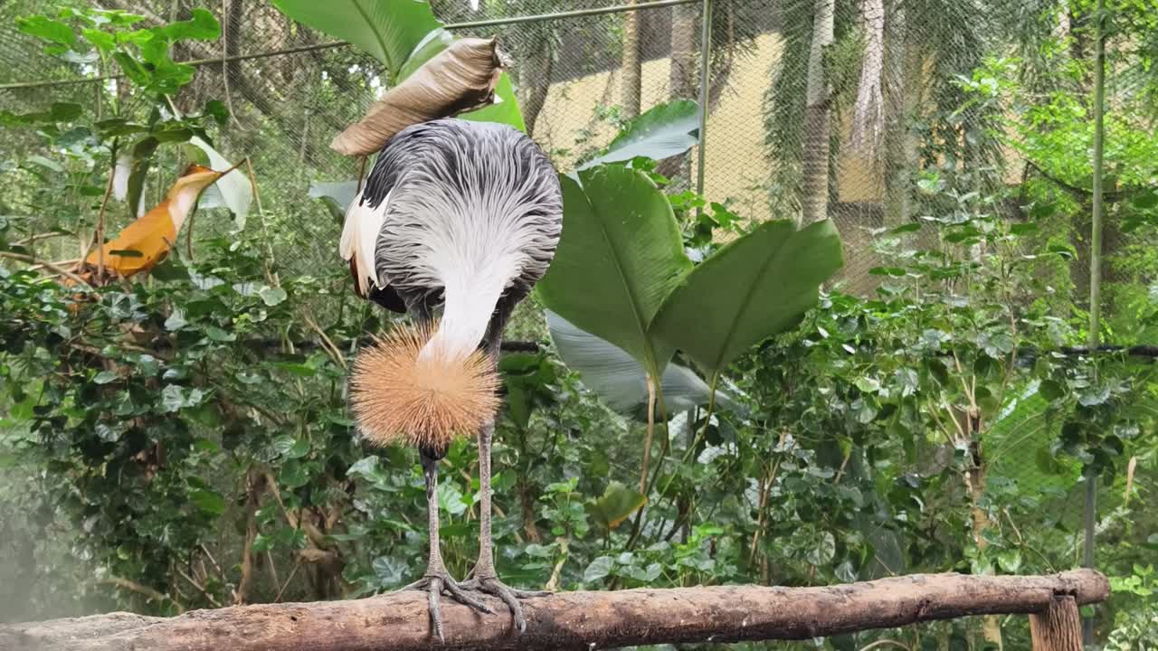 Grey Crowned Crane in its Natural Habitat