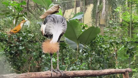 grey crowned crane in its natural habitat