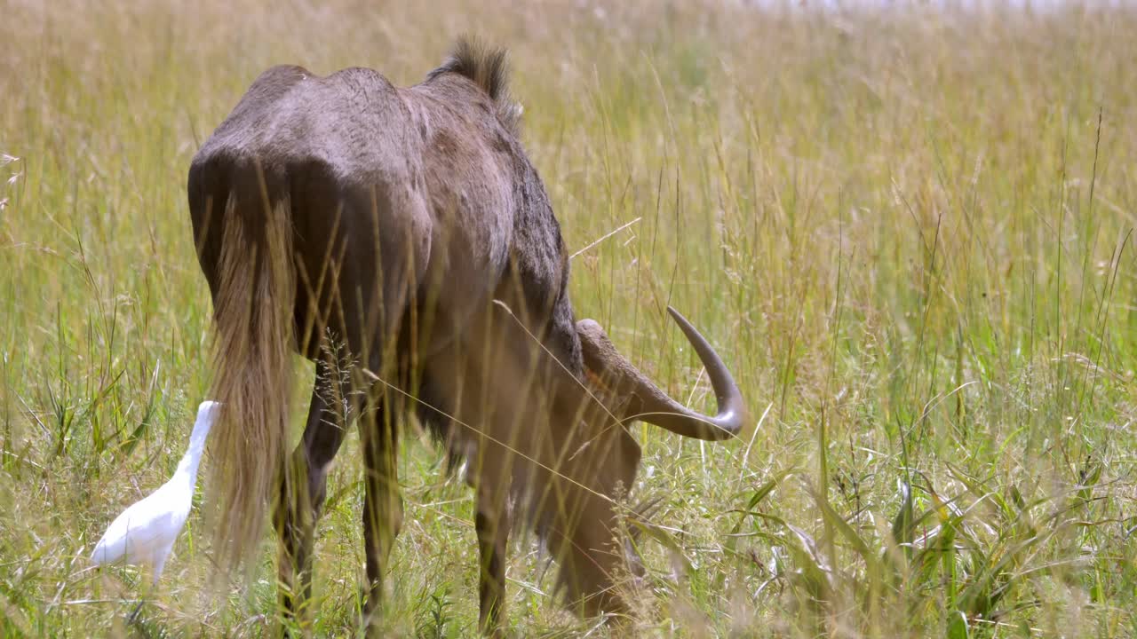 Primo piano di gnu nero al pascolo in un campo verde, vicino a un uccello bianco.