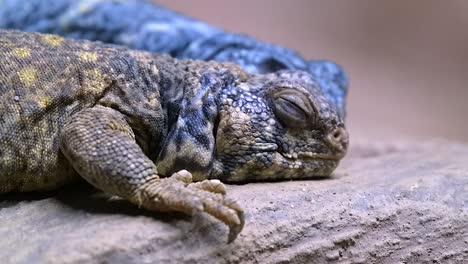 dos lagartos de cola espinosa están durmiendo en una roca, tiro al nivel de los ojos